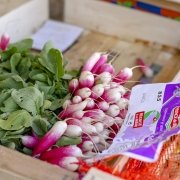 Colourful French local market vegetables