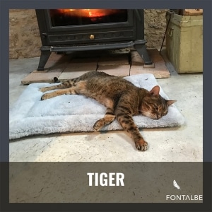 Tiger the cat in France