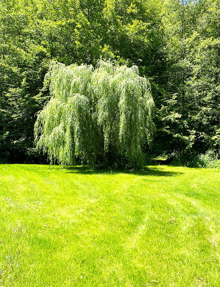 Beautiful lawn The beautiful new green lawn