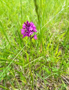 Beautiful purple flower in the French countryside