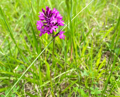 Beautiful purple flower in the French countryside