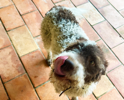 Rigo the dog licking his lips at the thought of truffles