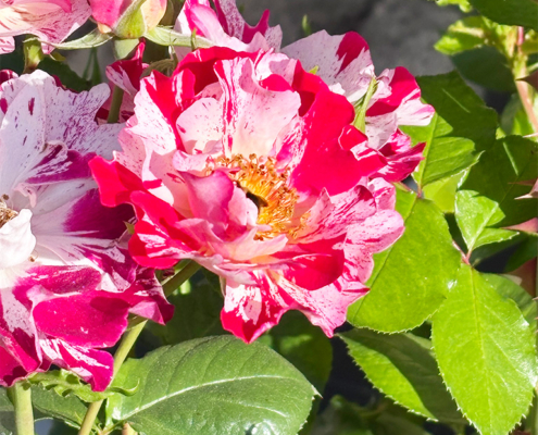 Beautiful French Rose in varied pinks