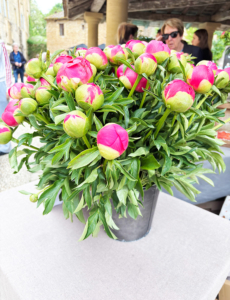 Common Peony in a pot at Cadouin