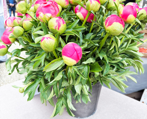 Common Peony in a pot at Cadouin