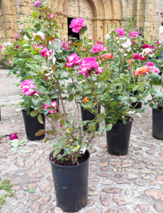 Beautiful tall pink roses in pots in Cadouin