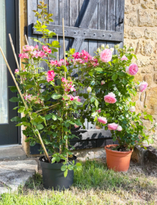 French and English roses outside the gite front door