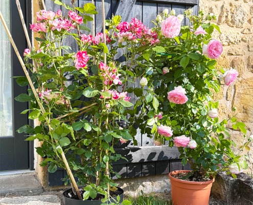 French and English roses outside the gite front door