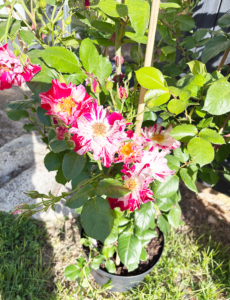 Pink French roses in a pot outside the Dordogne gite