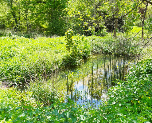 The gite mill pond