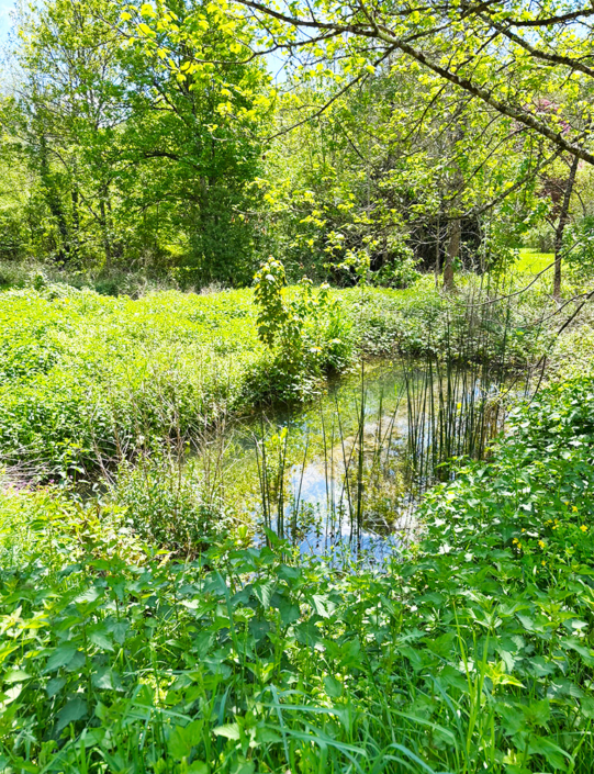 The gite mill pond