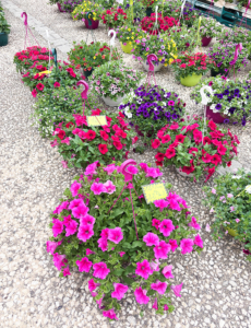 Stunning colourful flowers for sale at the market
