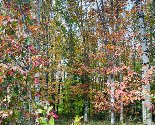 Birch trees surrounding the gite