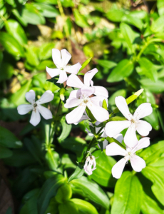 White Soapwort in the Fontalbe garden