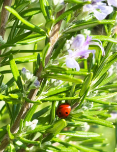 Wild Rosemary with a ladybird