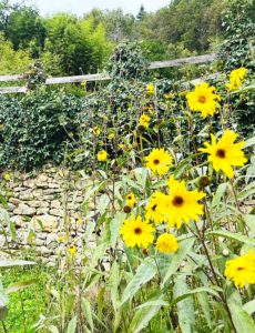 Yellow sunflowers growing wild in the Dordogne