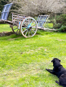 Bonnie by the antique wagon Bonnie the Labrador sitting by the hay wagon