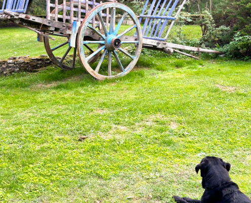 Bonnie by the antique wagon Bonnie the Labrador sitting by the hay wagon