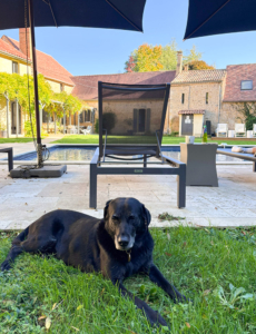 Bonnie by the pool Black Labrador sitting by the pool in France