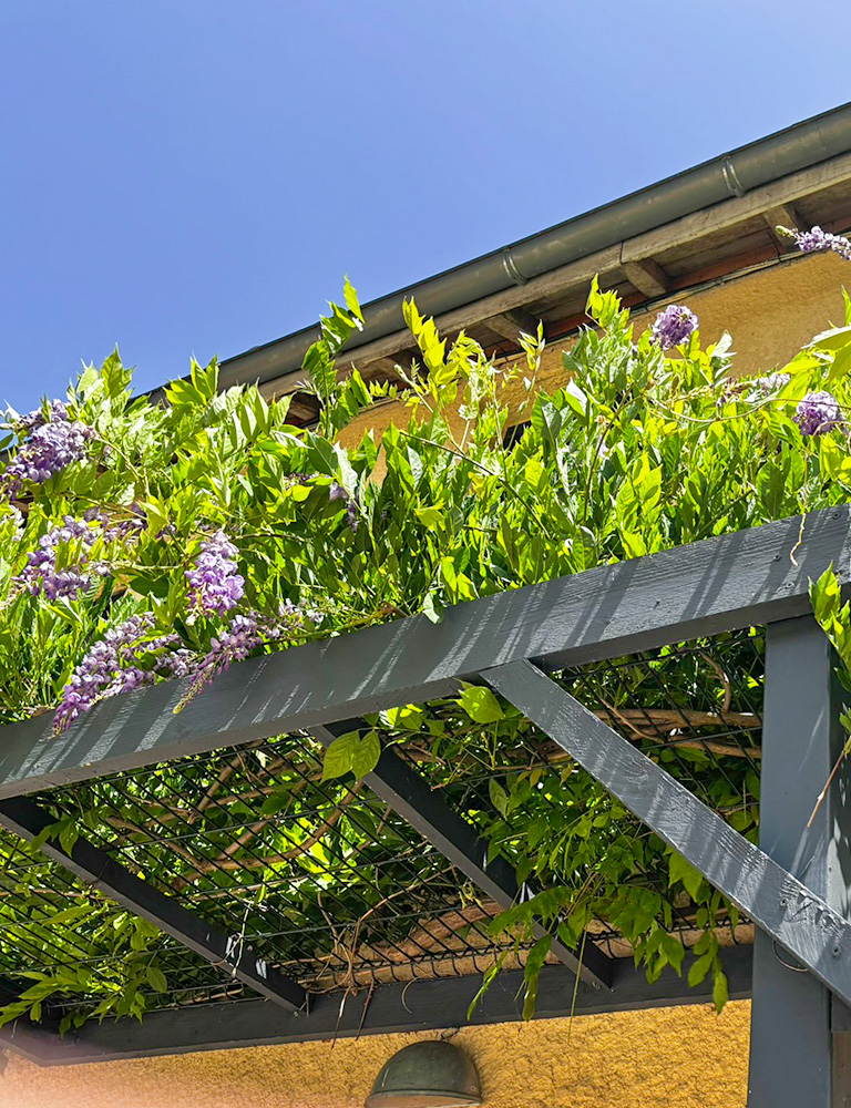 Relaxing under the wisteria Beautiful wisteria growing on the gite wall