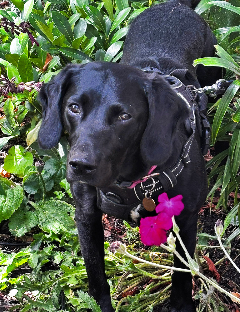 Relaxing with Fig and Bonnie Fig, the black Spring Ador
